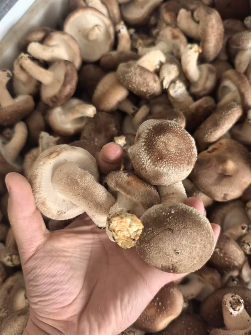 鲜香菇