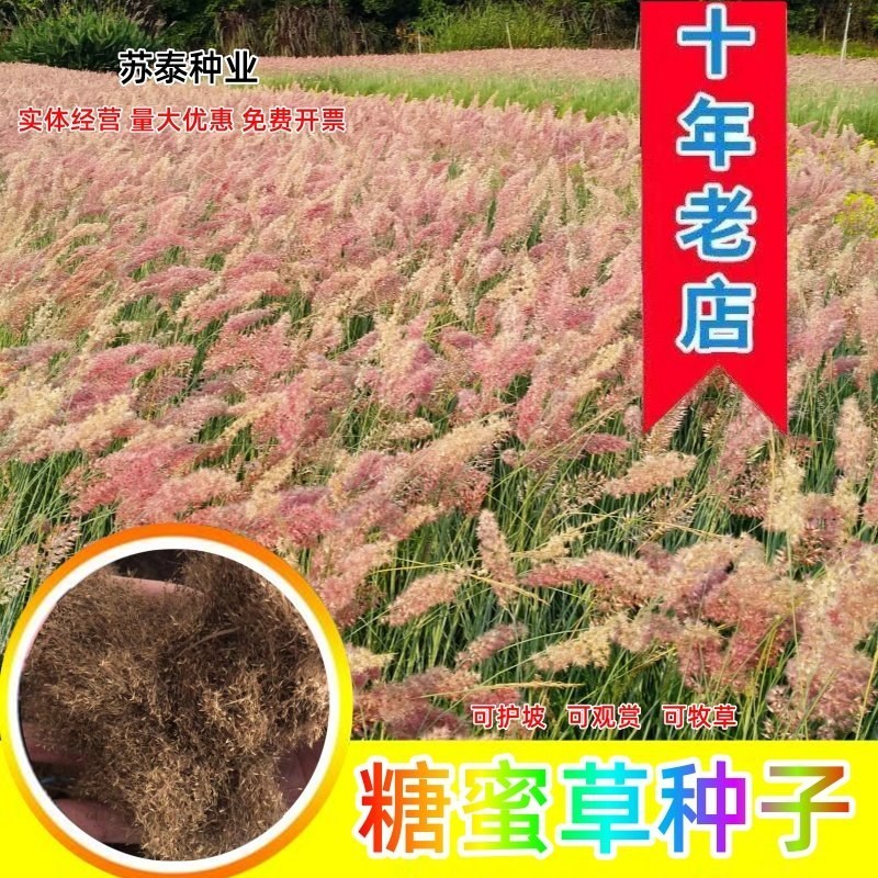 糖蜜草种籽坡地毛冠草大草原粉色观赏草子公园花海盆栽耐寒春
