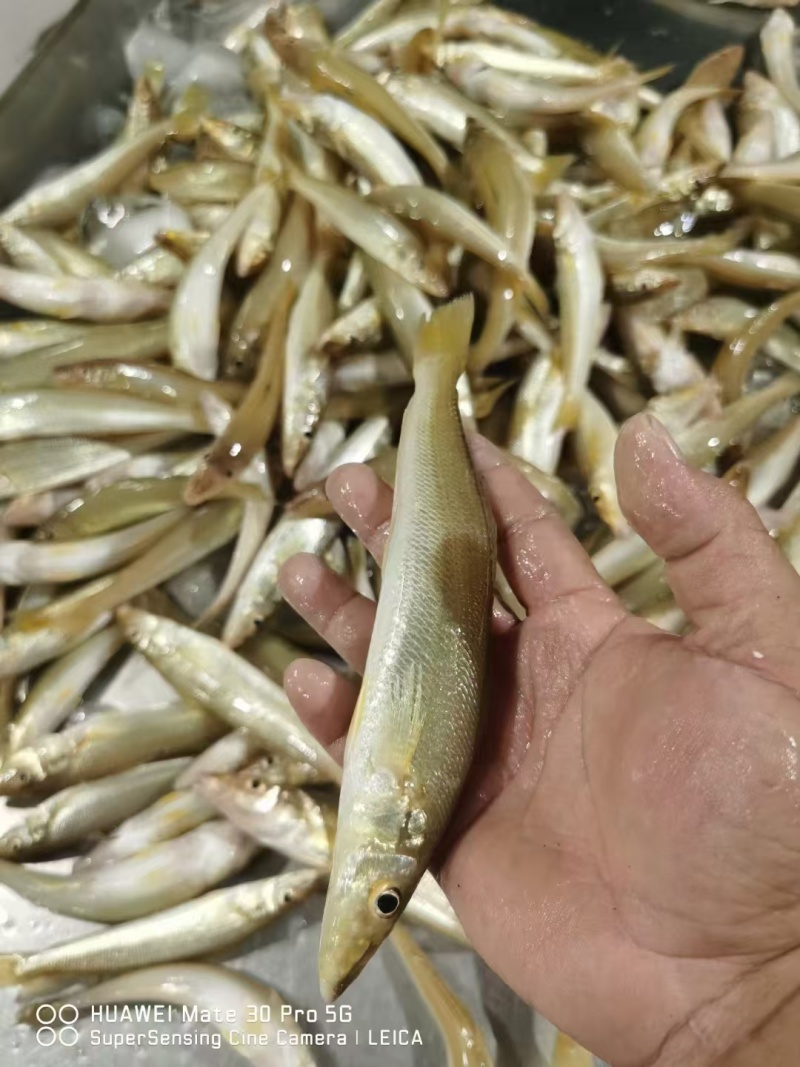 沙尖鱼，大量有货，找我买