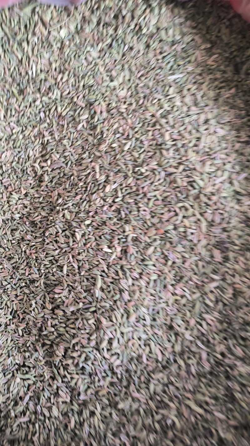 香料小茴香特绿级别国产进口饭店电商货都有