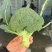 精品西兰花，耐寒优秀西兰，花朵匀称，色泽幽暗美丽，大量上