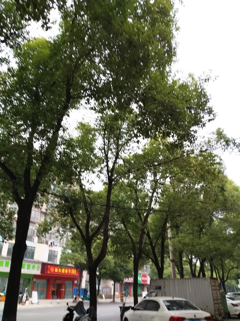 江西林木种子木荷种子园林绿化种子一手货源