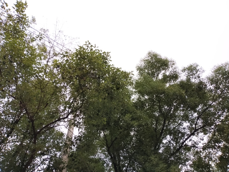 江西林木种子木荷种子园林绿化种子一手货源
