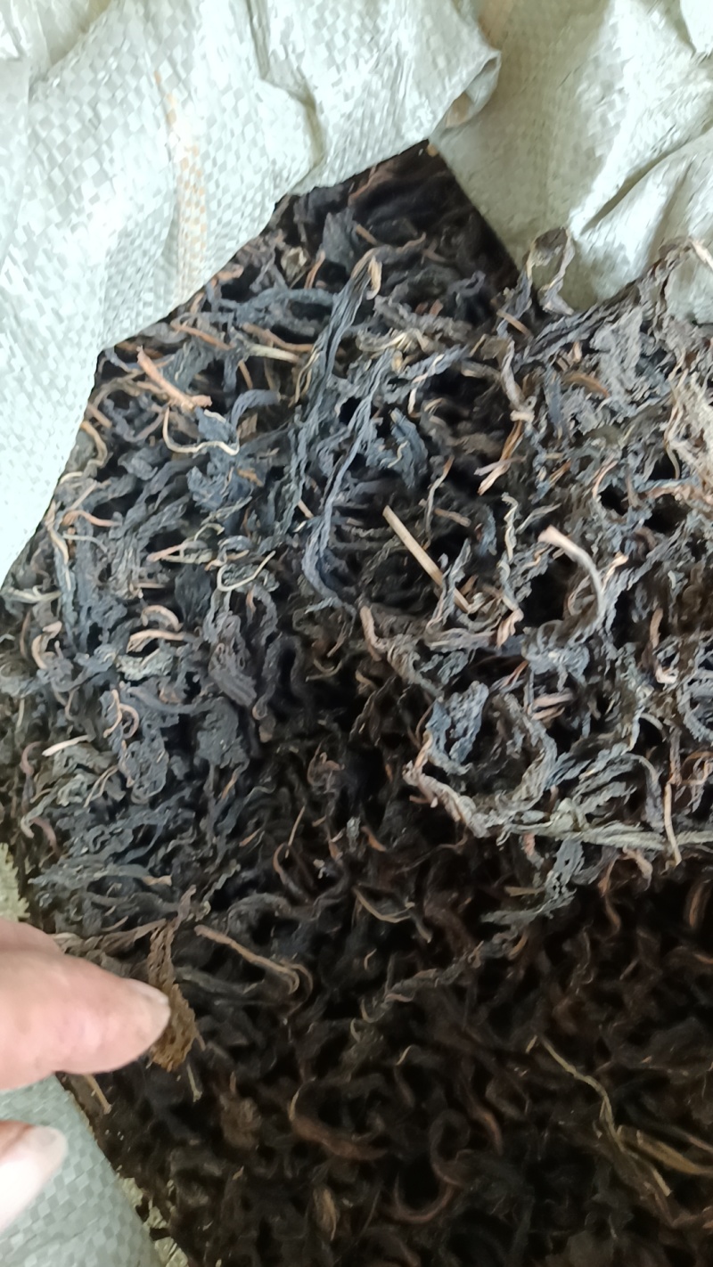 芝麻叶农家自晒芝麻嫩叶