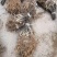 红心猕猴桃苗基地软枣猕猴桃苗批发根系发达苗木粗壮