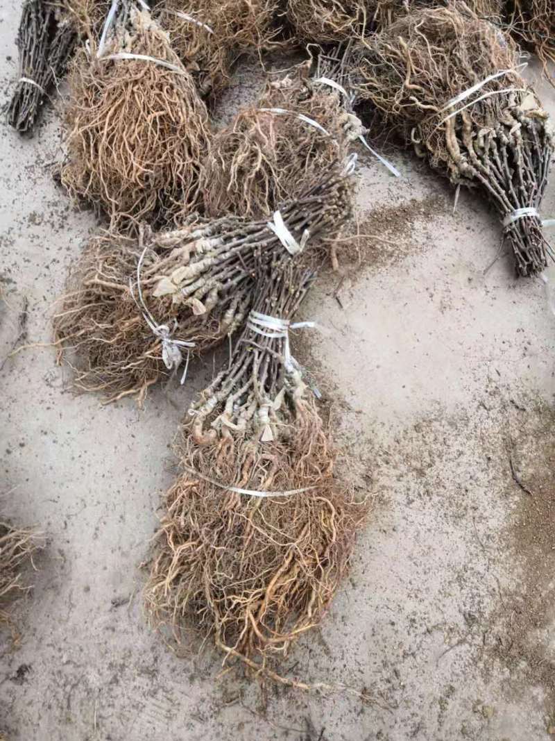 红心猕猴桃苗基地软枣猕猴桃苗批发根系发达苗木粗壮