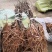 红心猕猴桃苗基地软枣猕猴桃苗批发根系发达苗木粗壮