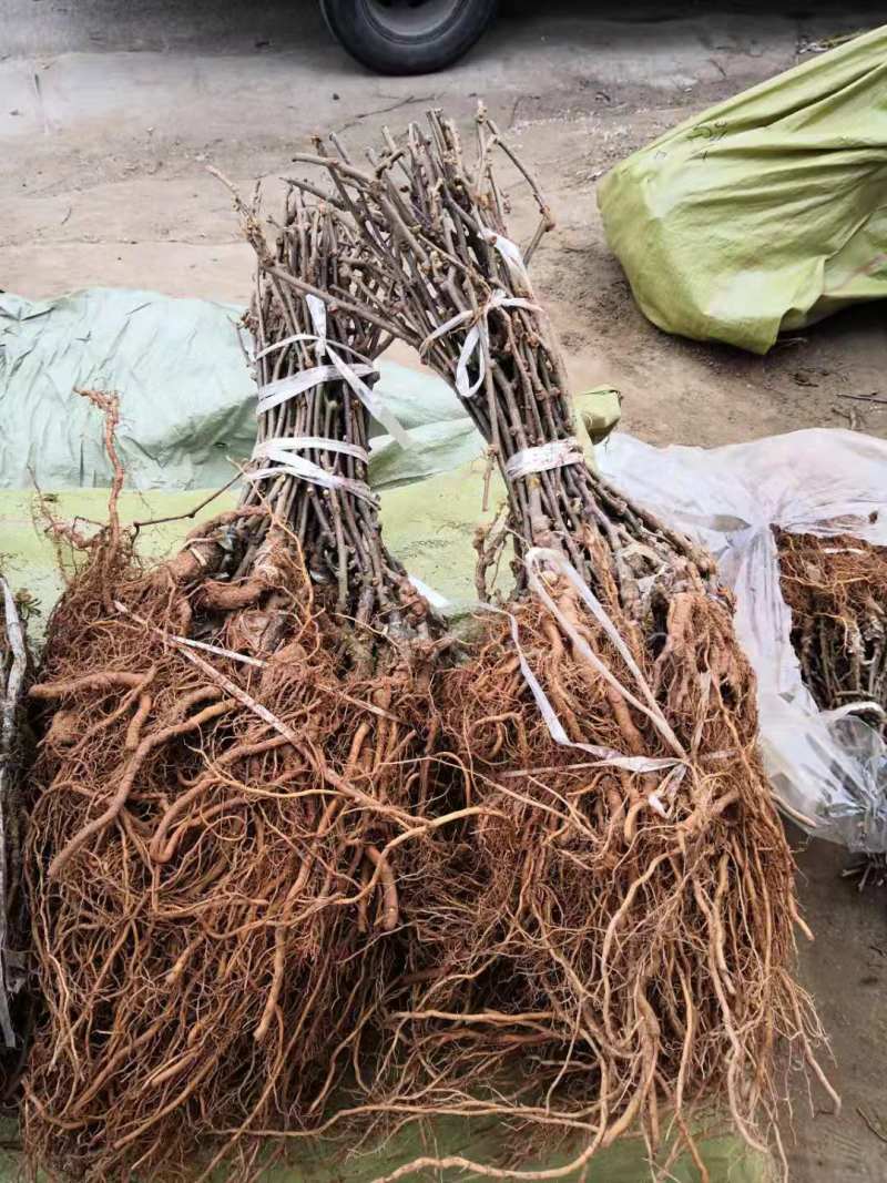 红心猕猴桃苗基地软枣猕猴桃苗批发根系发达苗木粗壮