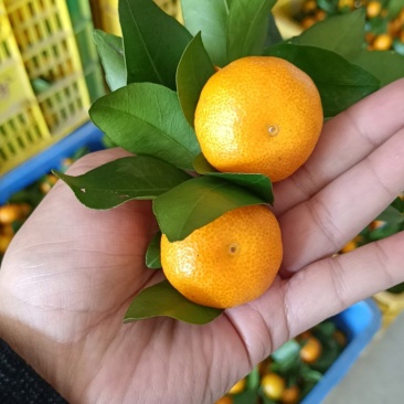 广东筆庆八月桔，大量小果上市，欢迎对接合作，品质优。
