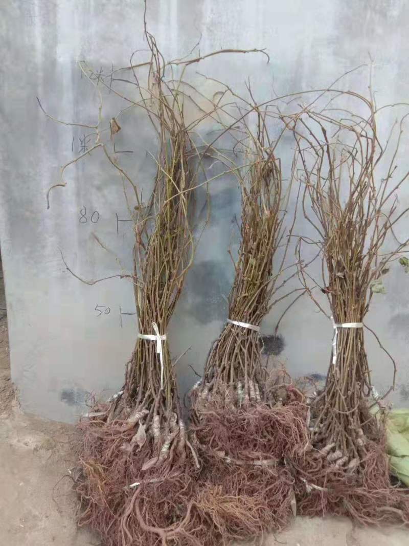 红心猕猴桃苗基地软枣猕猴桃苗批发根系发达苗木粗壮