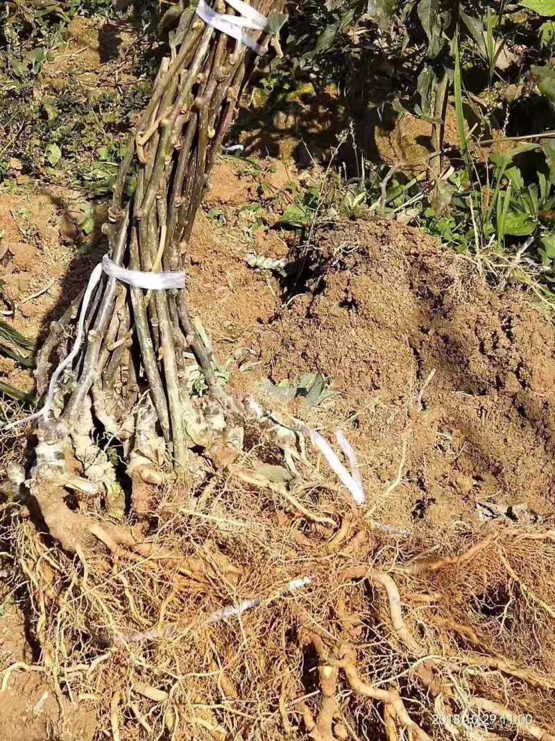 红心猕猴桃苗基地软枣猕猴桃苗批发根系发达苗木粗壮