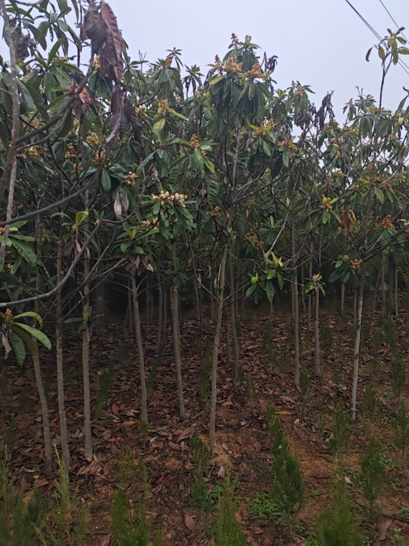 枇杷树2公分3公分4公分5公分6公分