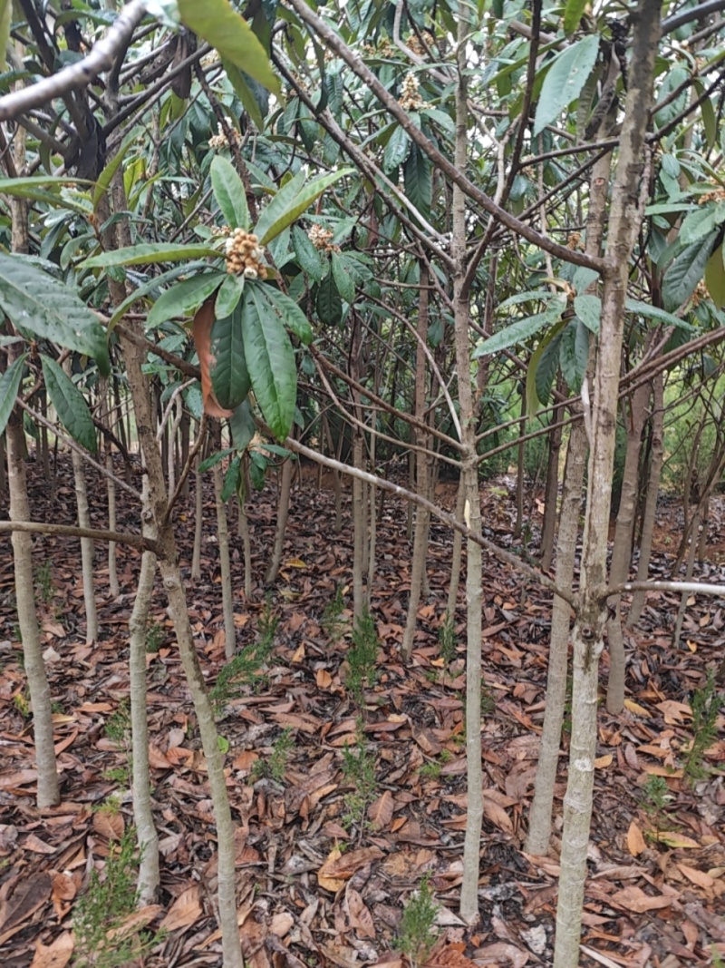 枇杷树2公分3公分4公分5公分6公分