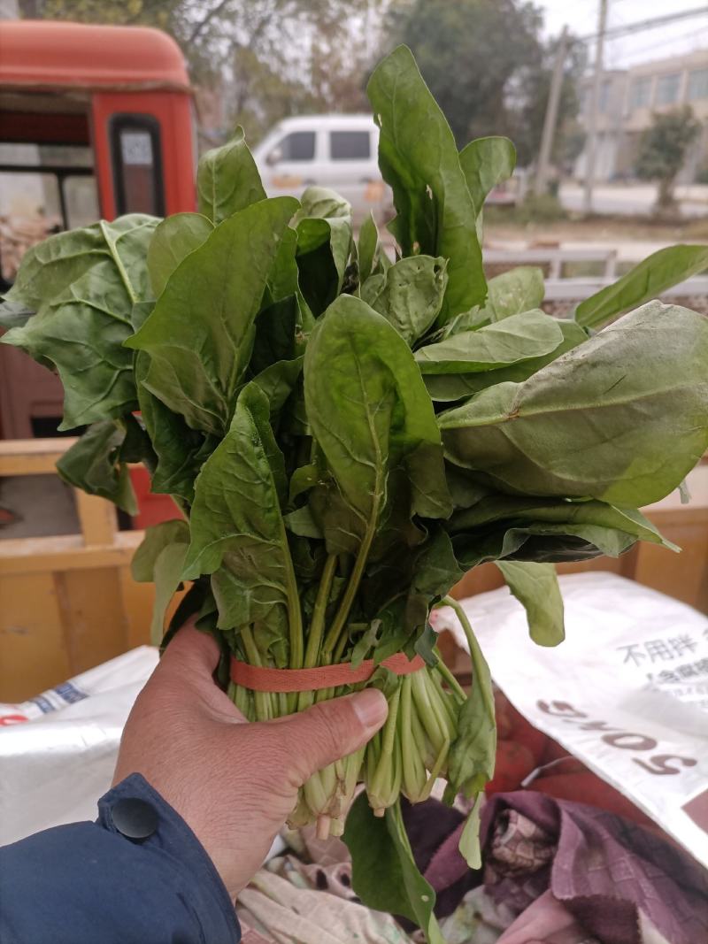 菠菜大叶