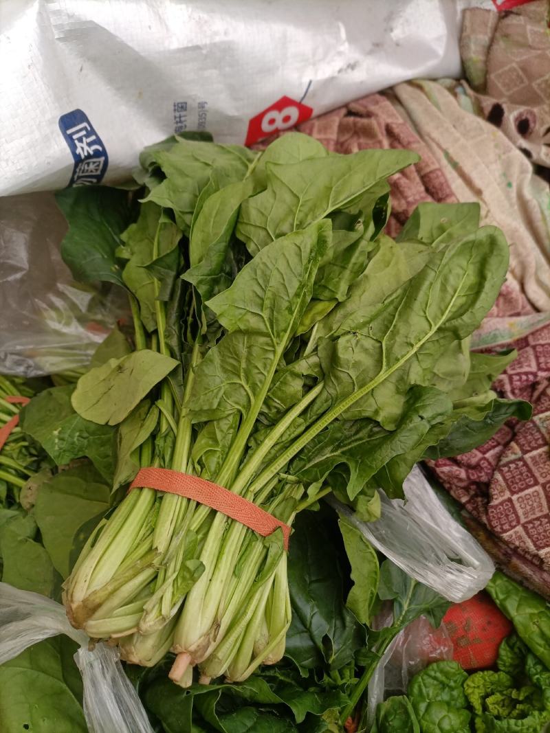 菠菜大叶