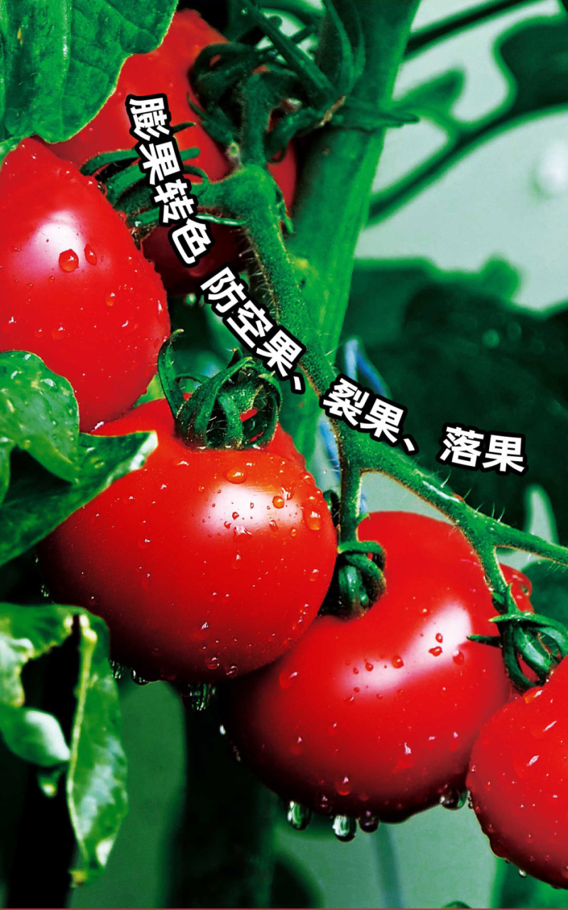 膨果素无激素膨大防裂果树草莓提糖增甜着色增产水溶肥大力雄