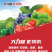 膨果素无激素膨大防裂果树草莓提糖增甜着色增产水溶肥大力雄