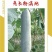 亮长粉满地粉皮冬瓜种子全国发货量大从优