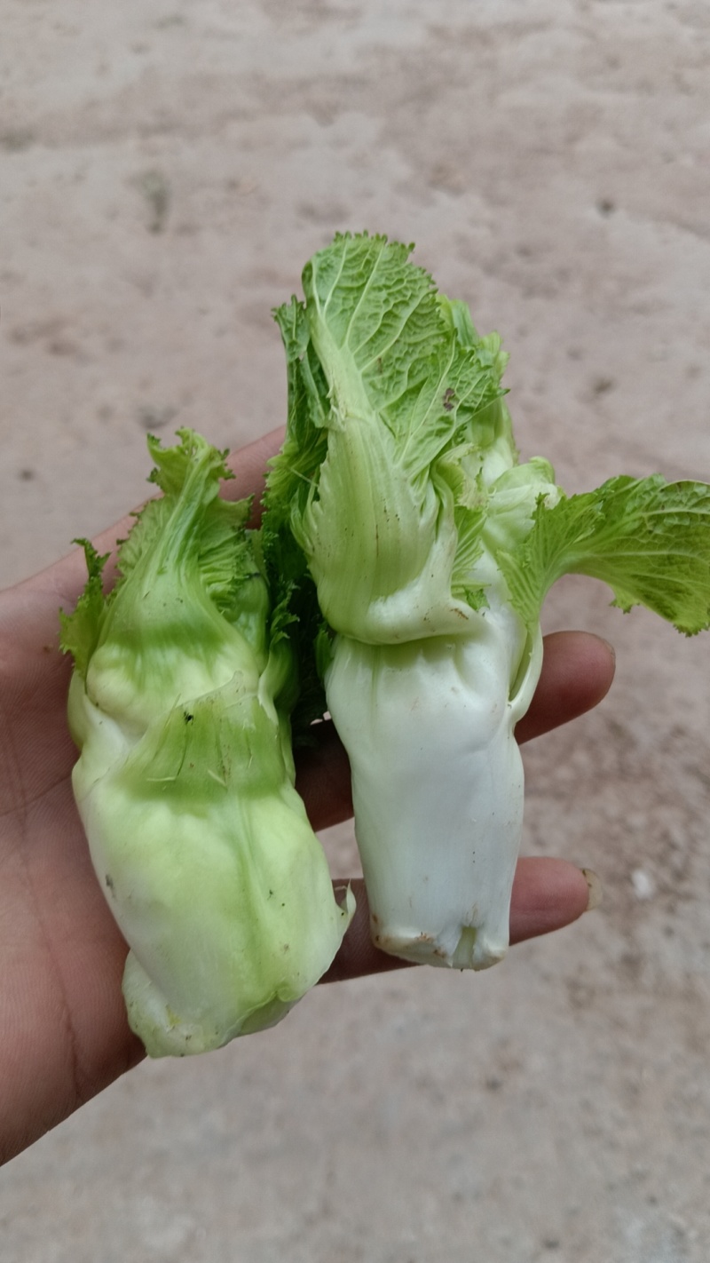 精品儿仔仔