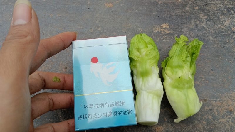 精品儿仔仔