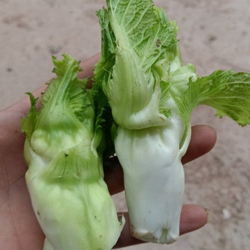 精品儿仔仔