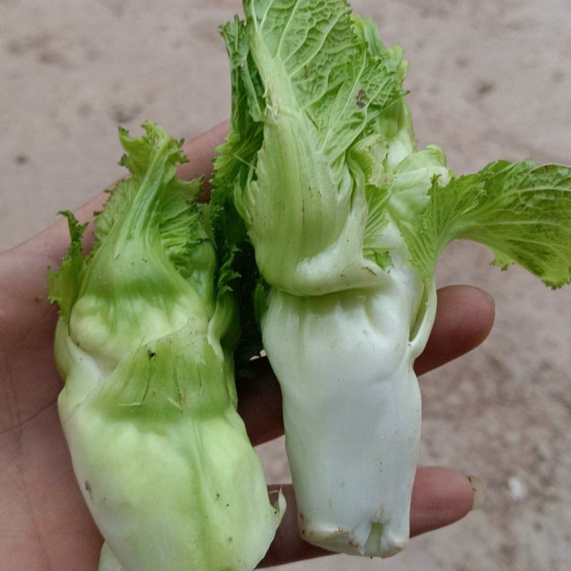 精品儿仔仔