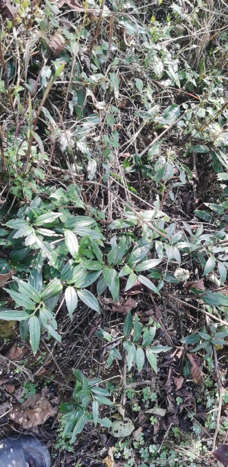 竹根七