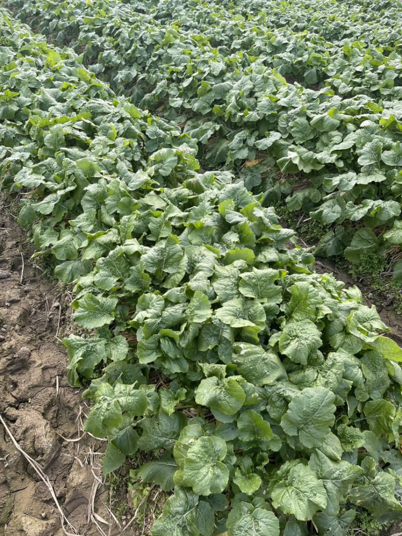 稻田稻草露天种植盘菜