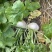 稻田稻草露天种植盘菜