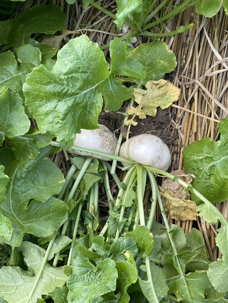 稻田稻草露天种植盘菜