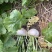 稻田稻草露天种植盘菜