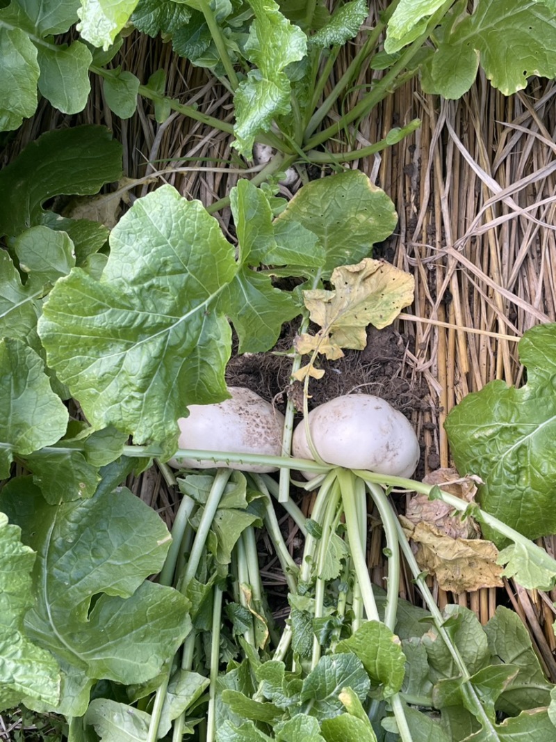 稻田稻草露天种植盘菜