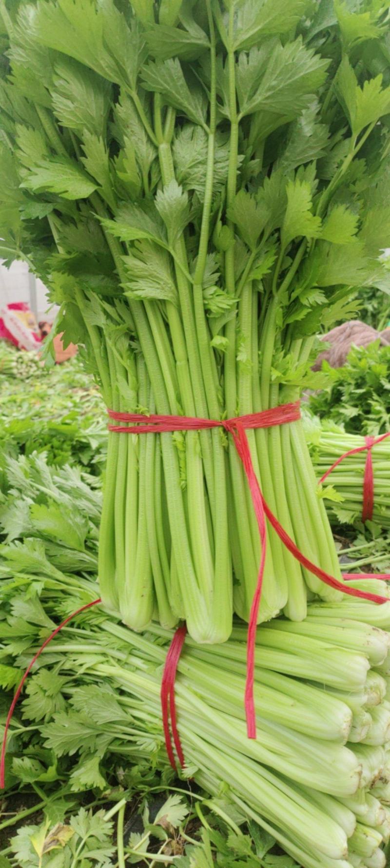 小颗芹菜质量保证交通便利