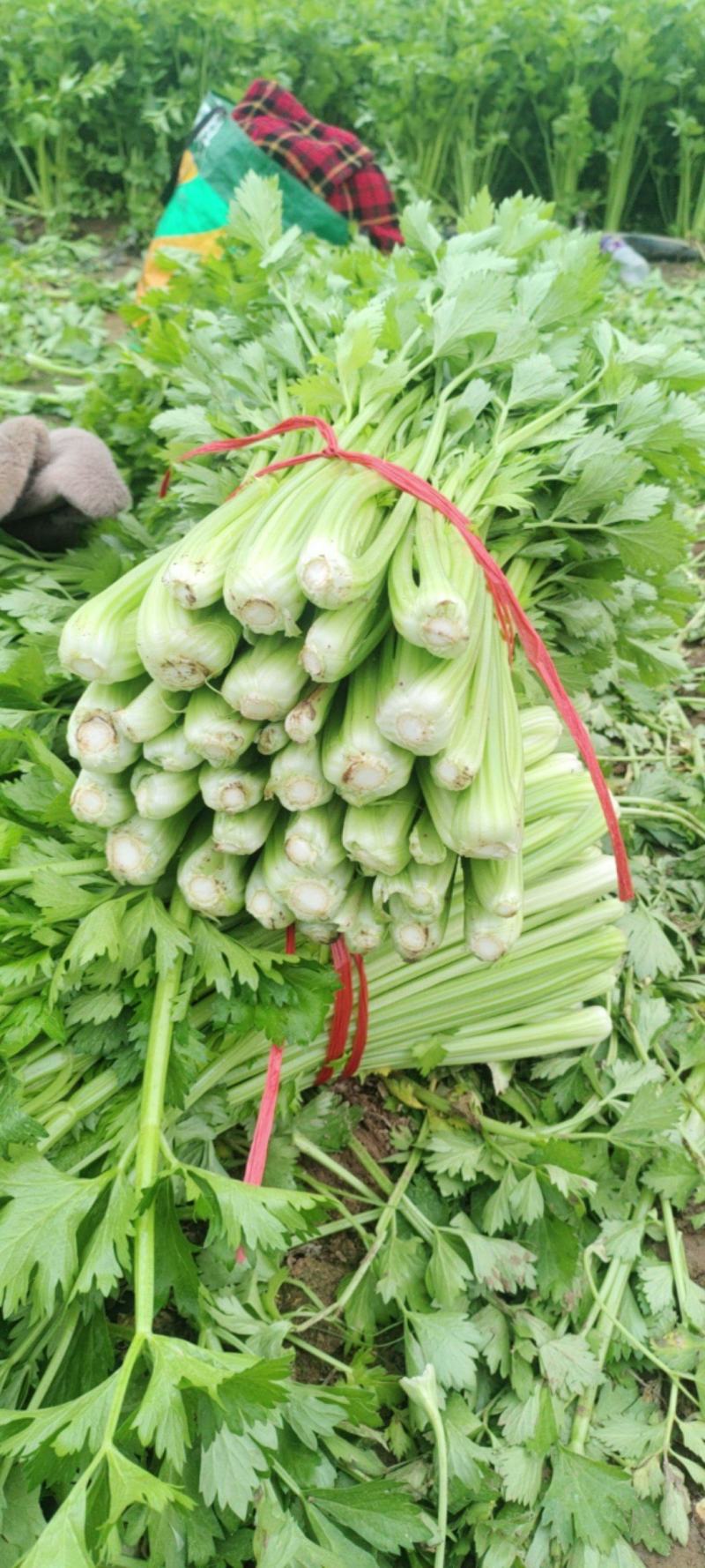 小颗芹菜质量保证交通便利