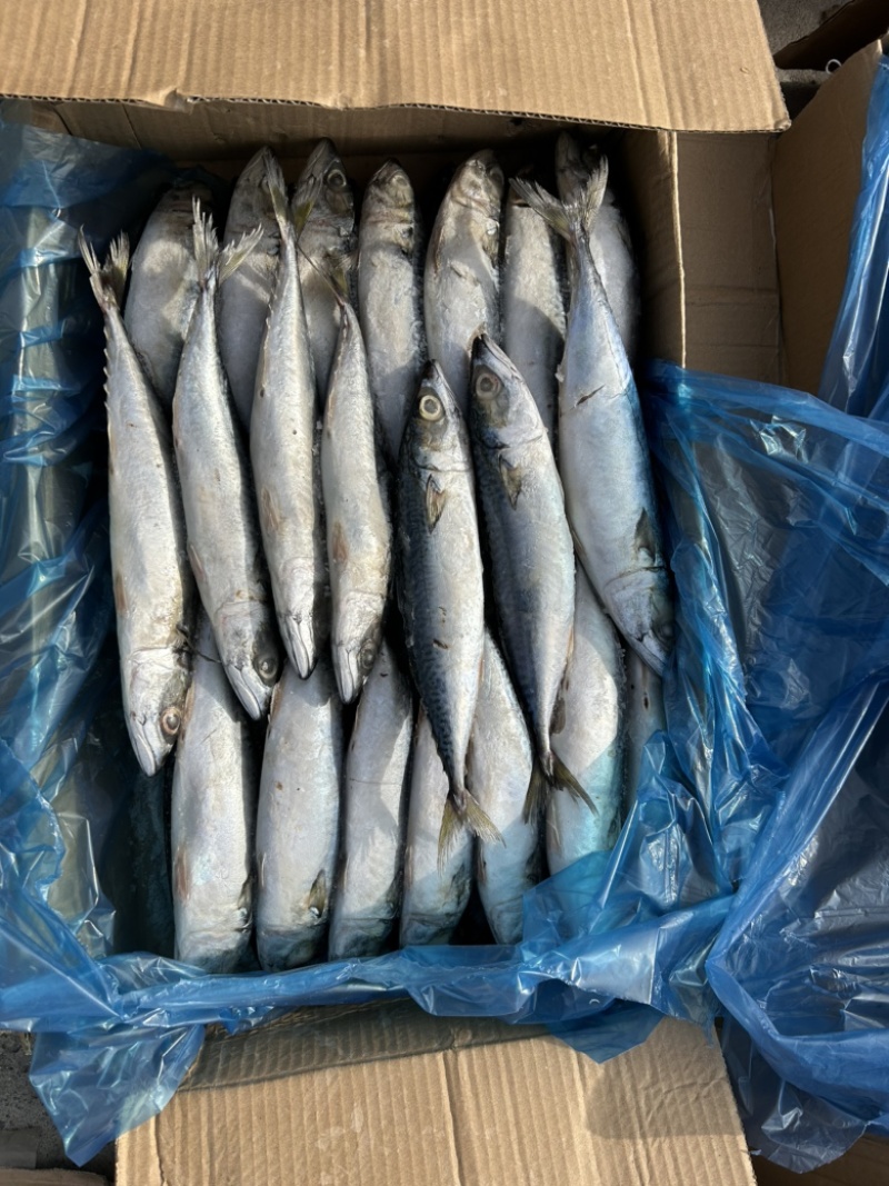 台鲅鱼，青占鱼，肉质鲜美，质量保证，所见即所得
