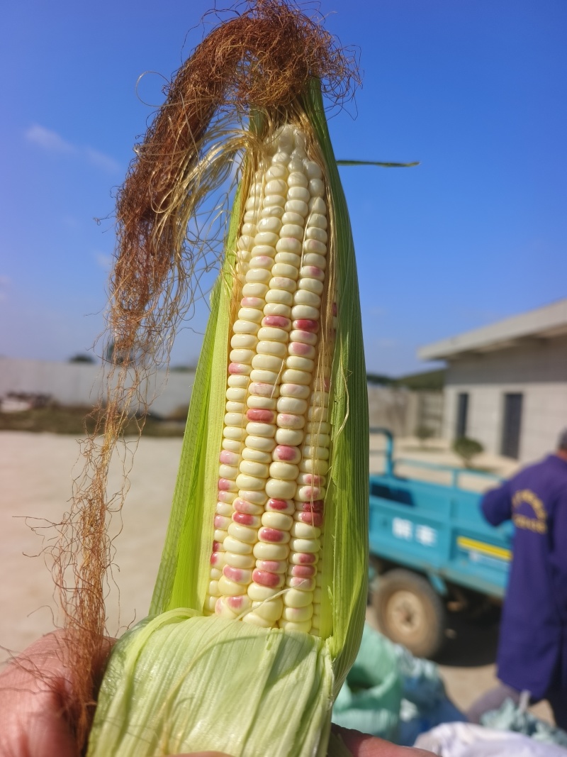 甜糯玉米种珍彩甜糯608产地直发花糯玉米量大优惠
