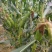 花糯玉米种子沃蔬迪彩甜糯676一件代发量大优惠