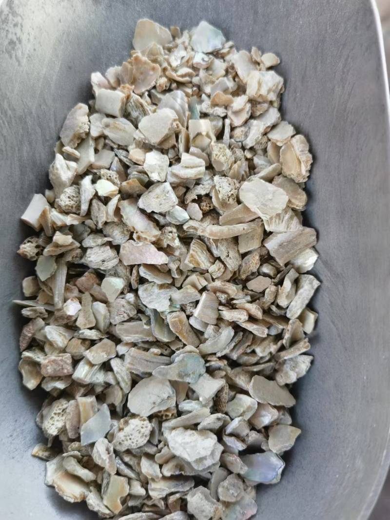 石决明山东干货各种规格量大从优欢迎选购