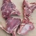多肉驴脊骨驴蝎子量大价格优惠驴脊骨驴肉欢迎来电