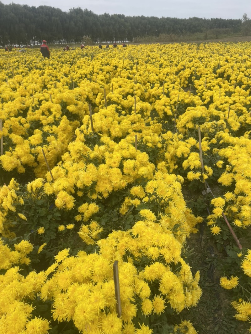 金丝皇菊