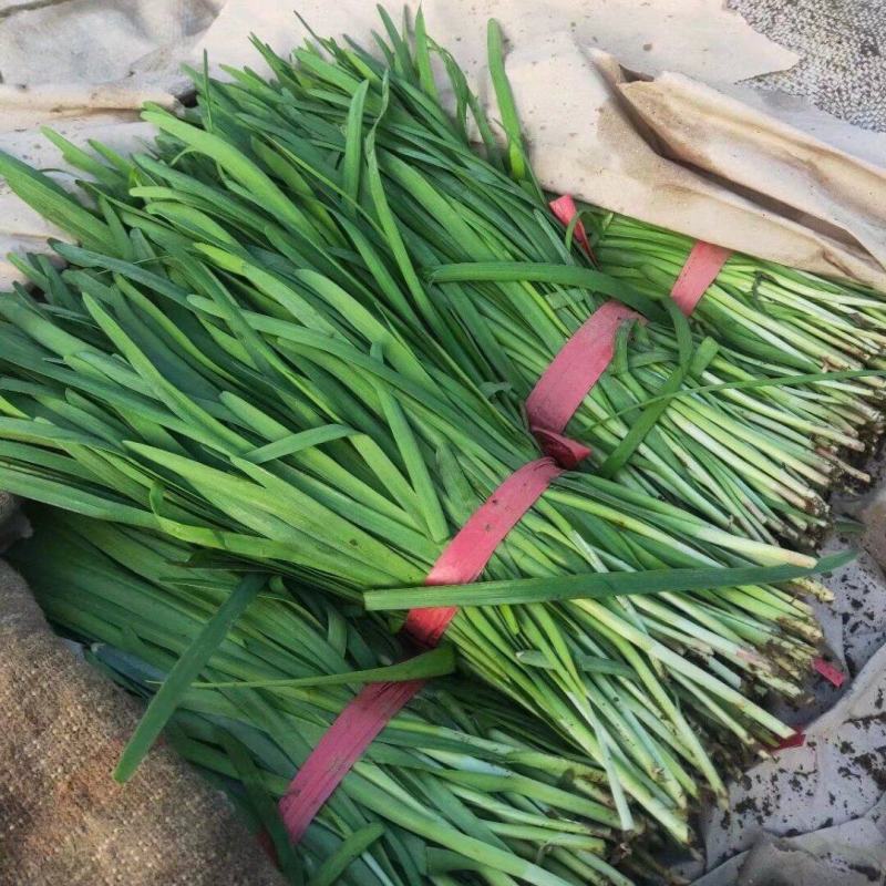 韭菜辽宁北镇韭菜大量上市