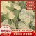 寿光市稻田镇精品有机花大批量上市中质优价廉