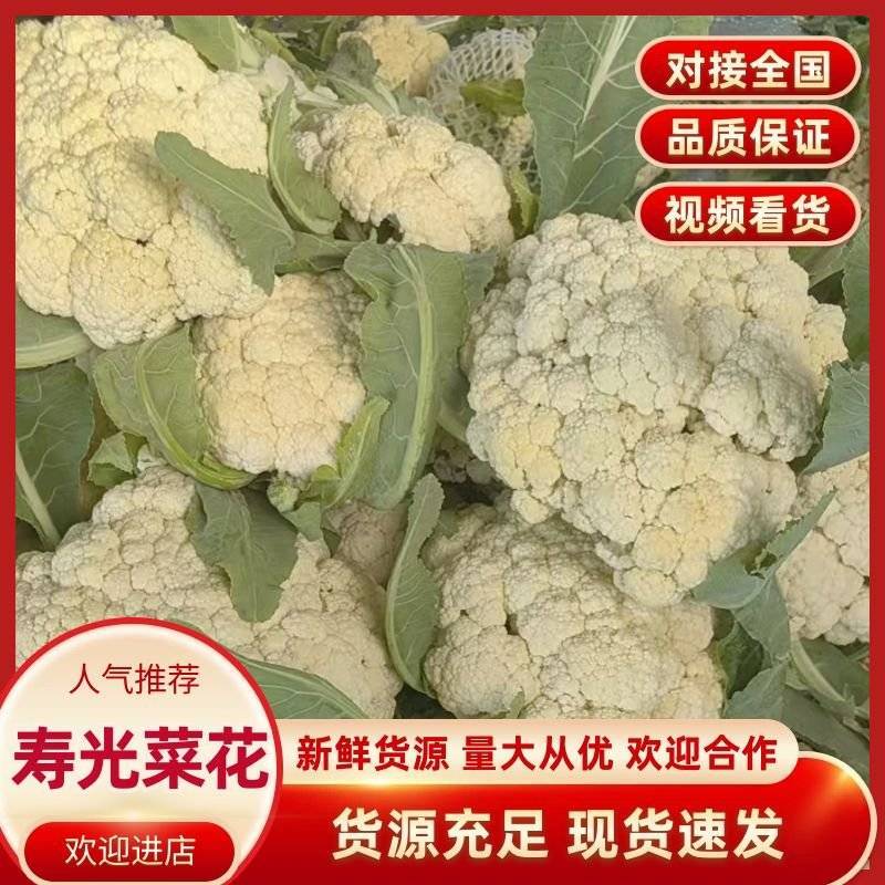 寿光市稻田镇精品有机花大批量上市中质优价廉
