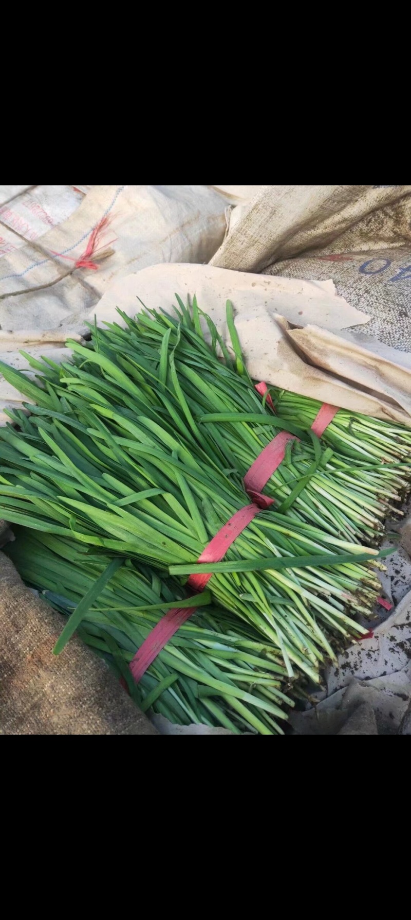 韭菜辽宁北镇韭菜大量上市