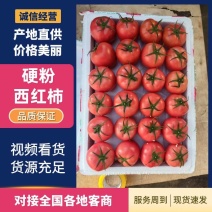 【寿光基地】精品硬粉西红柿大量供应一站式发车