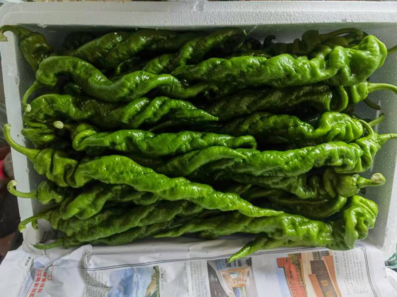 螺丝椒品质保证视频看货代发全国一手货源