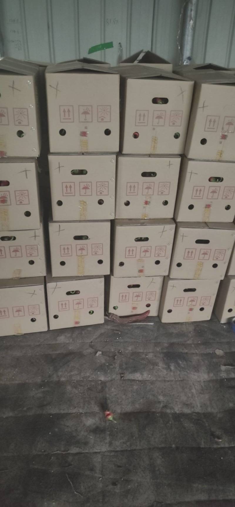 螺丝椒品质保证视频看货代发全国一手货源