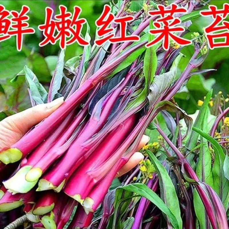 红菜苔湖北精品红菜苔紫菜苔红菜芯红油菜产地发货