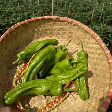 芜湖椒苏椒薄皮泡椒泡王椒基地直发大量供应