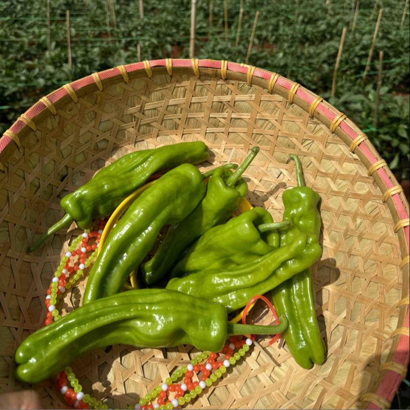 芜湖椒苏椒薄皮泡椒泡王椒基地直发大量供应